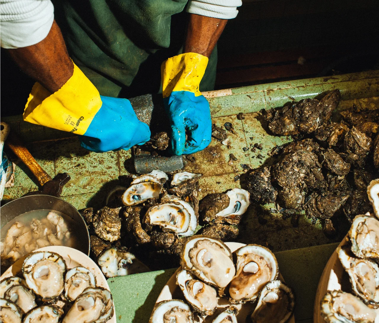 Gloved hands shucking a pile of oysters