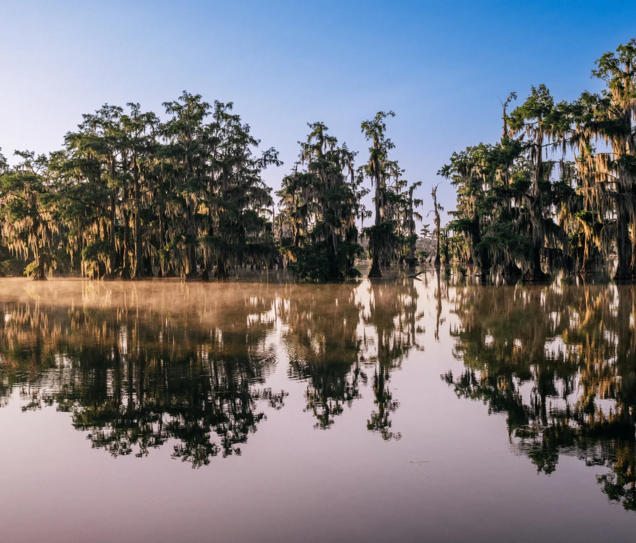 Cypress trees draped in moss, reflected in still water at sunrise